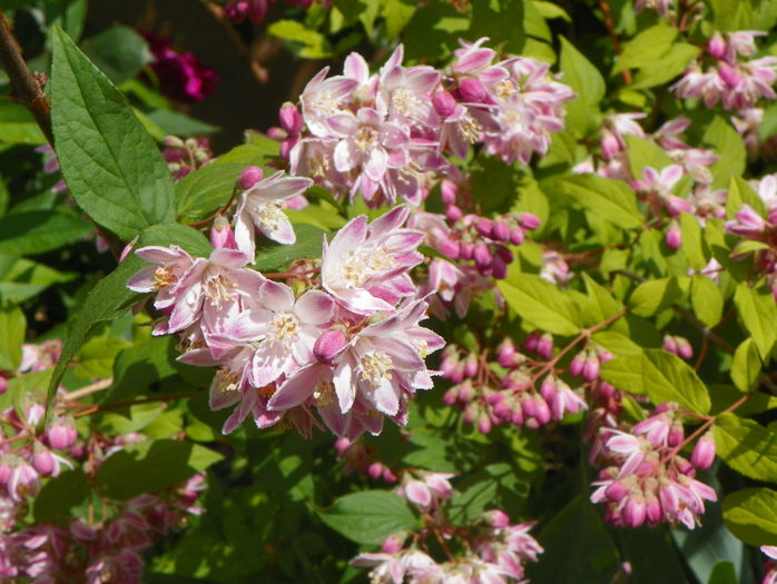 deutzia Strawberry Fields - Copacei si arbusti 2016