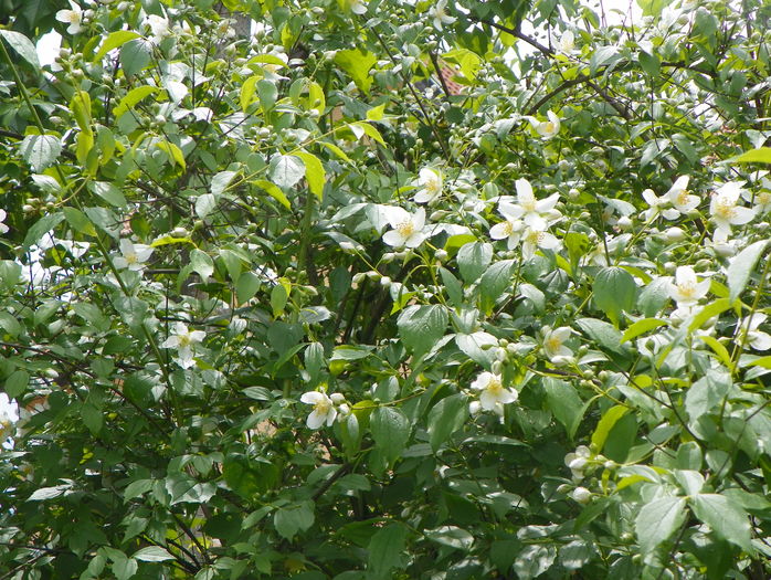philadelphus inodorus - Copacei si arbusti 2016