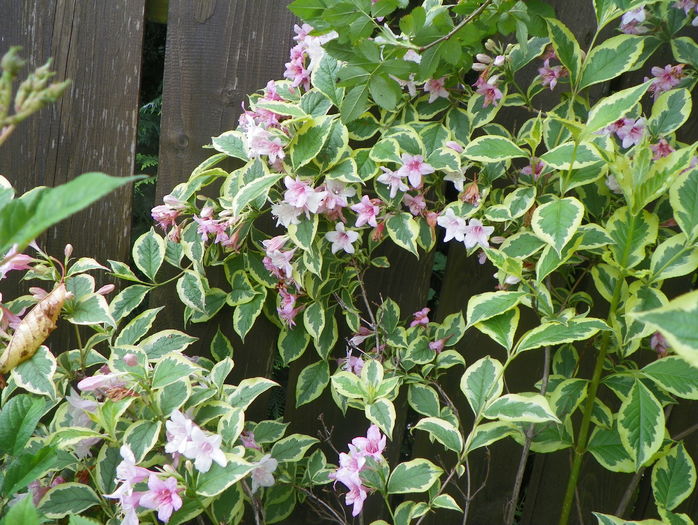 weigela florida variegata - Copacei si arbusti 2016