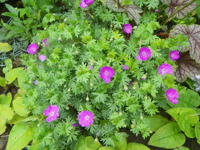 Max Frei - Geranium 2016