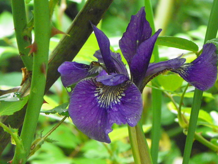 sibirica Teal Velvet - Irisi 2016