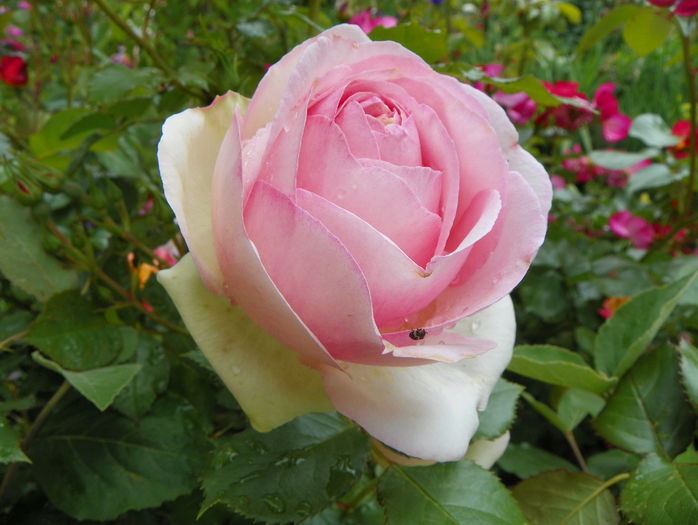 Eden Rose - Trandafiri 2016 - 1