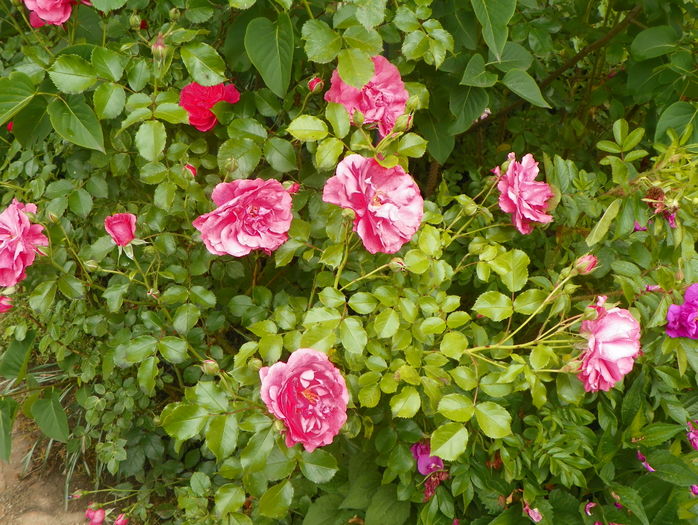 Rosarium Uetersen - Trandafiri 2016 - 1