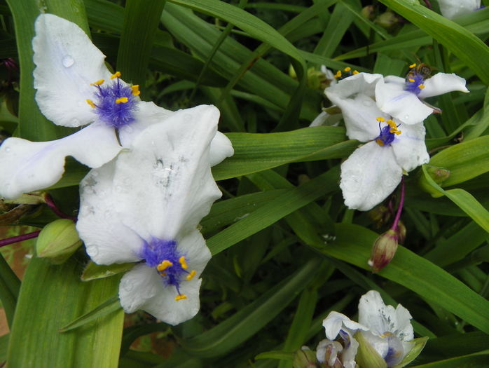 tradescantia Osprey - Vara 2016