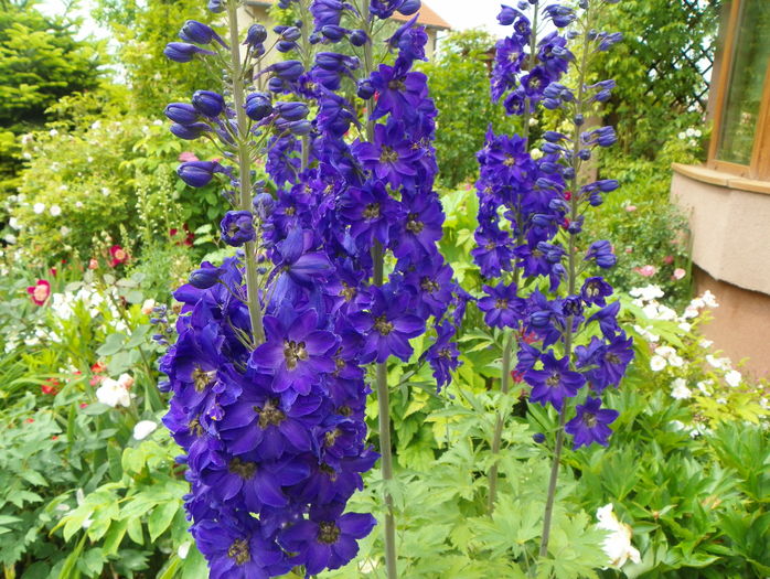 delphinium Guardian Blue