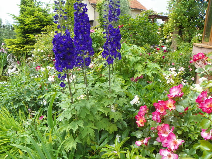 delphinium Guardian Blue