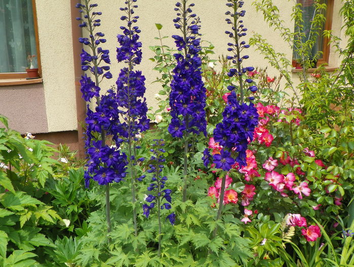 delphinium Guardian Blue