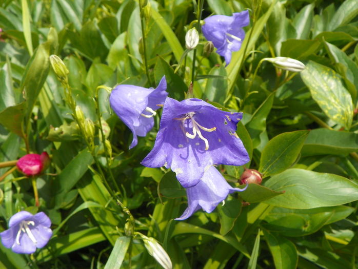 campanula persicifolia - Vara 2016