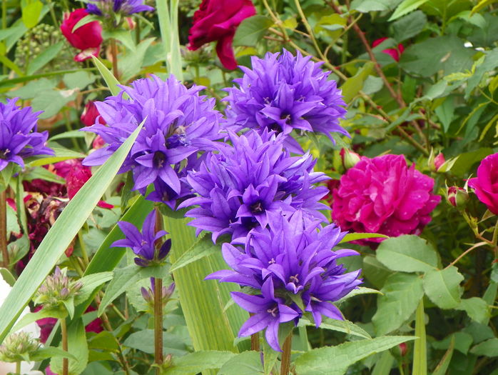 campanula glomerata