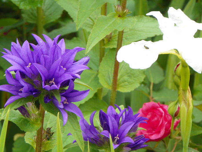 campanula glomerata