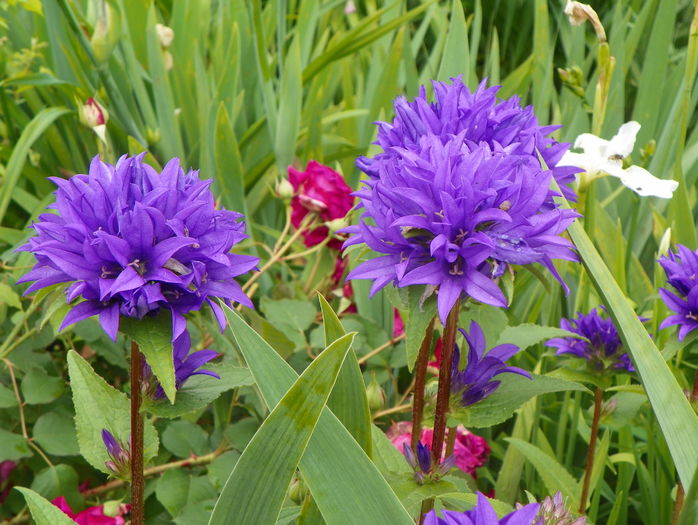 campanula glomerata - Vara 2016
