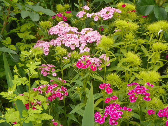 dianthus barbatus - Vara 2016