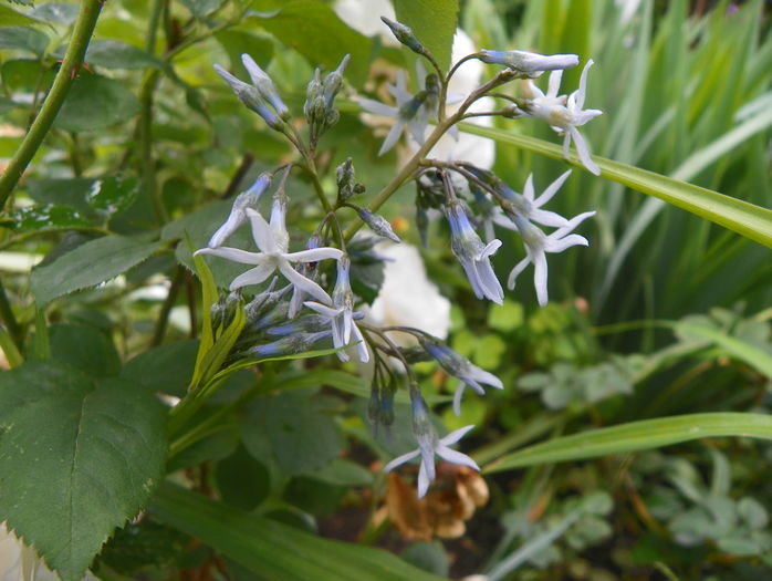 amsonia tabernaemontana - Vara 2016