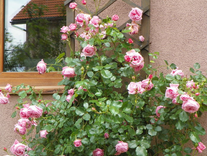 Coral Dawn