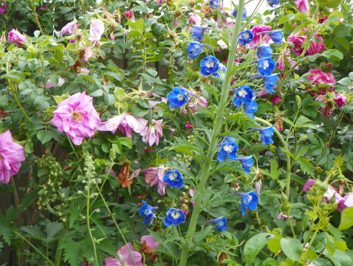 delphinium Blue Bird - Vara 2016