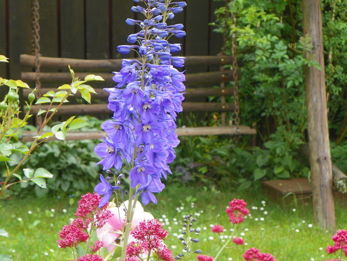 delphinium Pacific Giant - Vara 2016