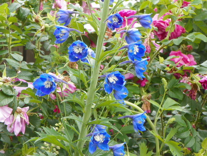 delphinium Blue Bird