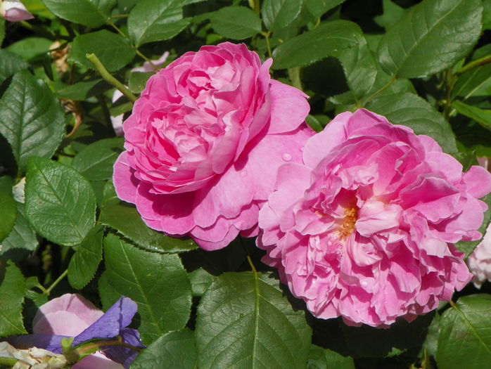Mary Rose