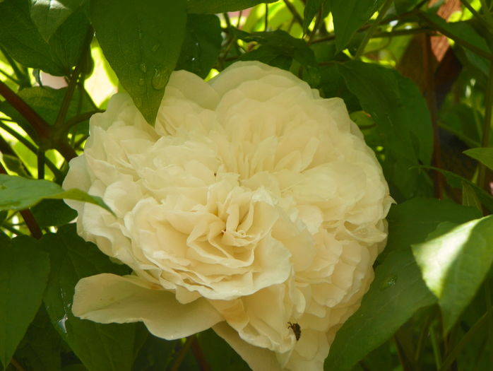 Sombreuil