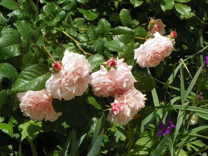 Rose de Tolbiac