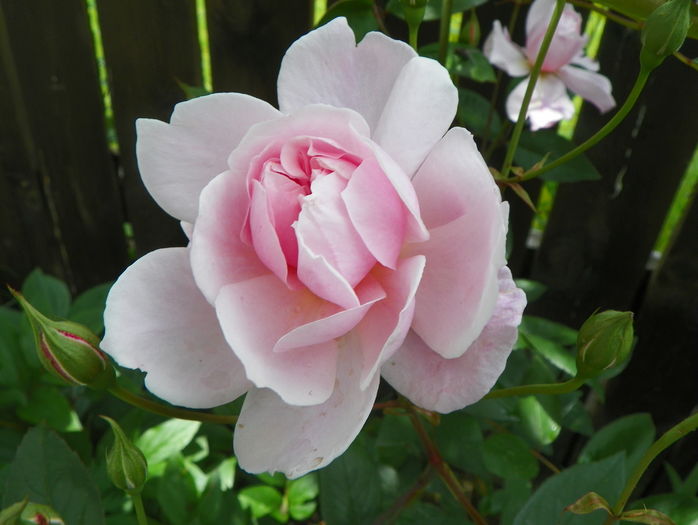 Mortimer Sackler