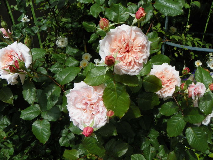 Rose de Tolbiac