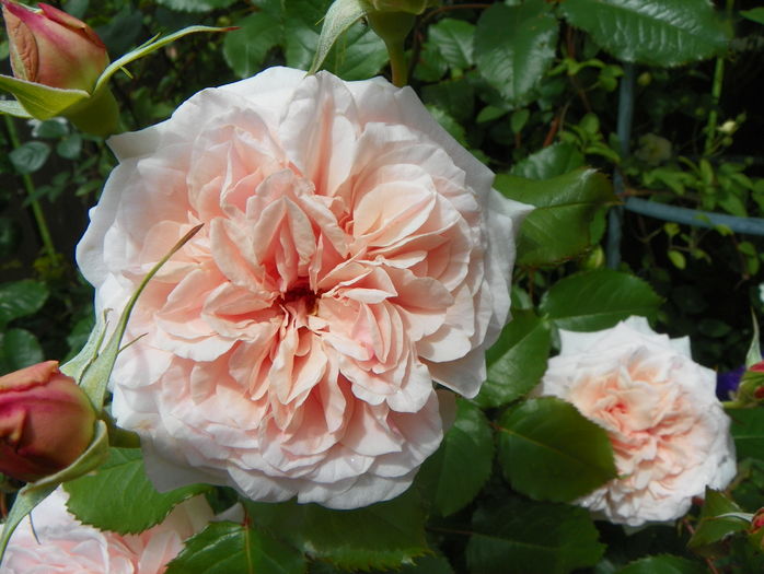 Rose de Tolbiac
