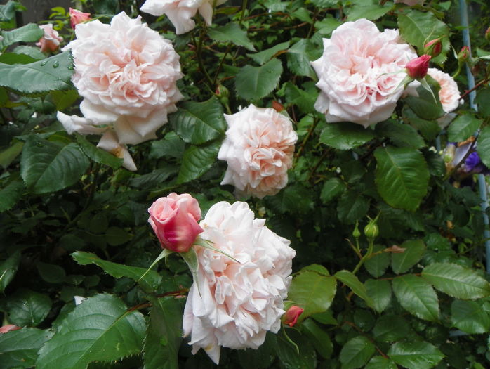 Rose de Tolbiac