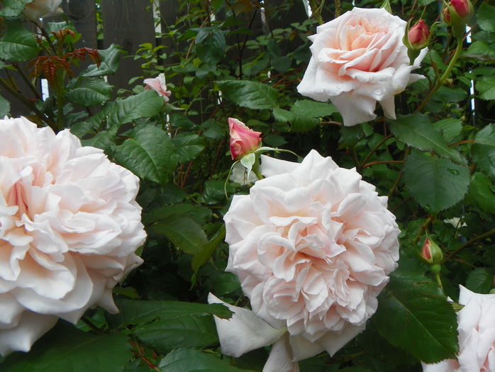 Rose de Tolbiac