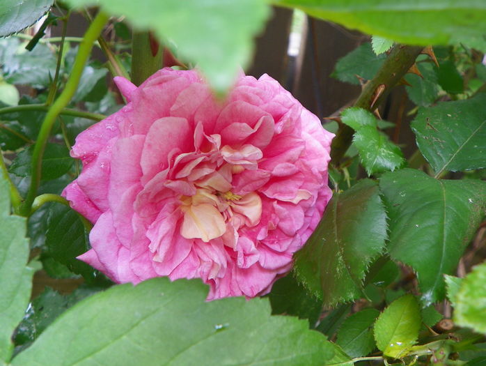Christopher Marlowe