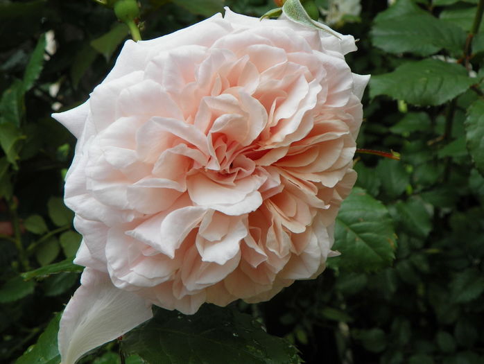 Rose de Tolbiac