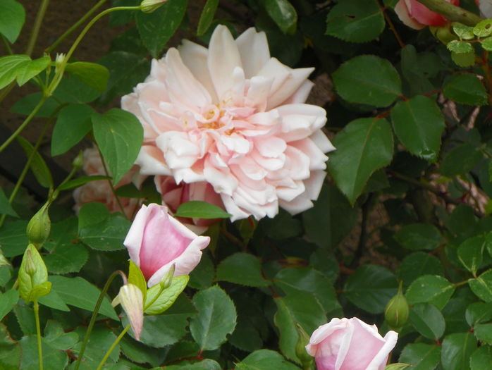 Albertine