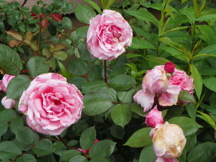 Brother Cadfael
