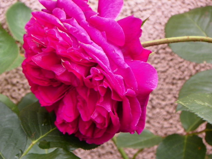 Falstaff