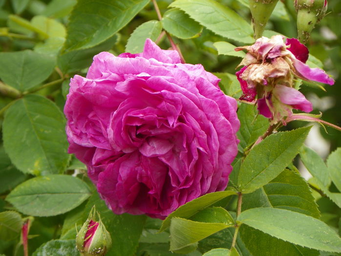 Reine de Violettes