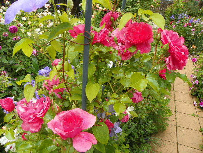 Rosarium Uetersen