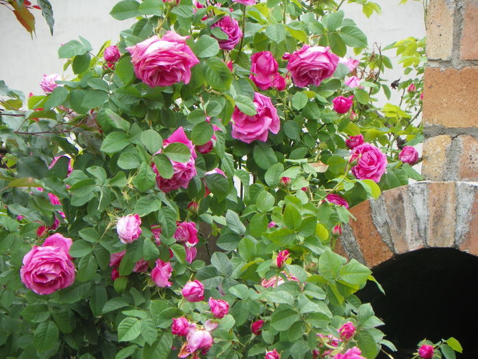 Futtacker Schlingrose