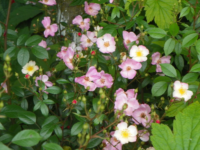Plaisenterie