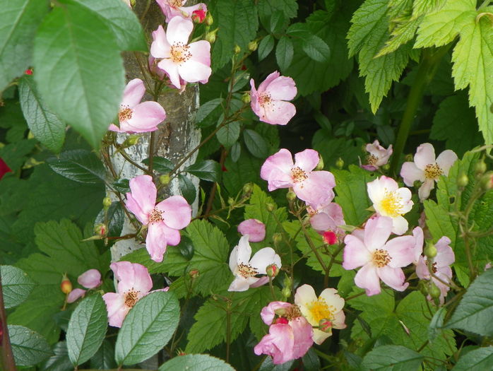 Plaisenterie