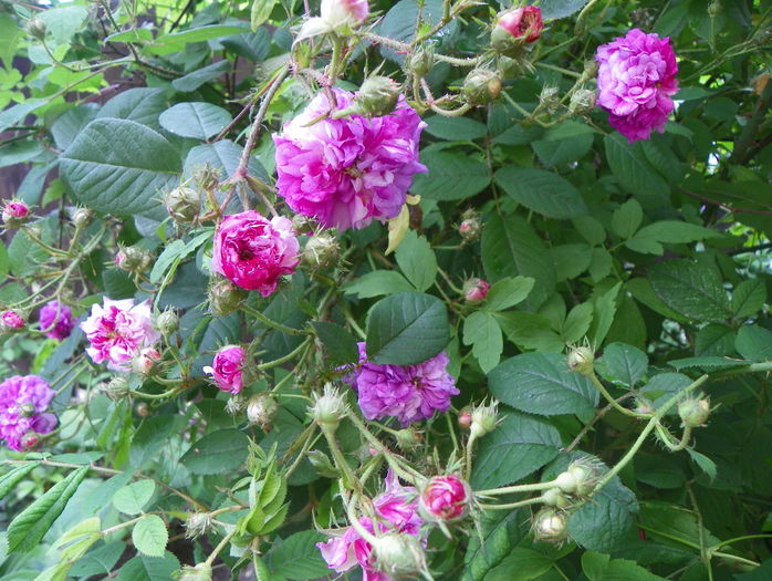 Russelliana