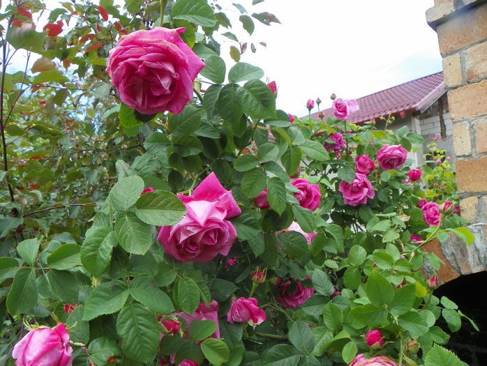 Futtacker Schlingrose