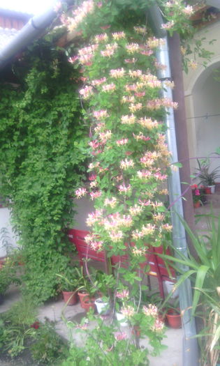 IMG_20160605_190823[1] - In gradina mea