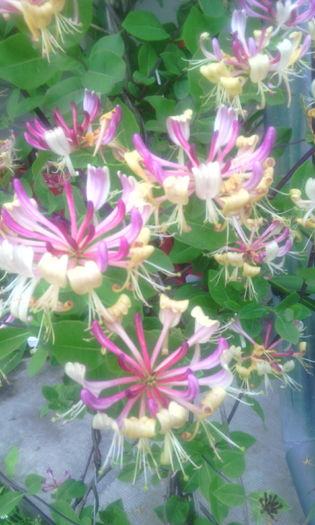 IMG_20160605_190717[1] - In gradina mea