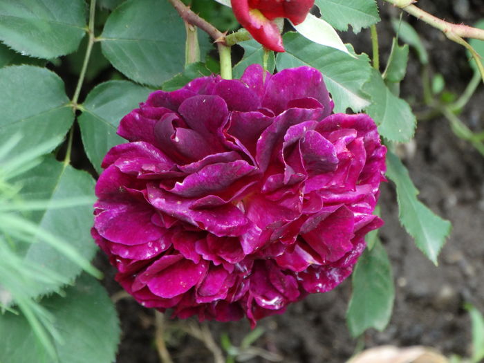 DSC07366