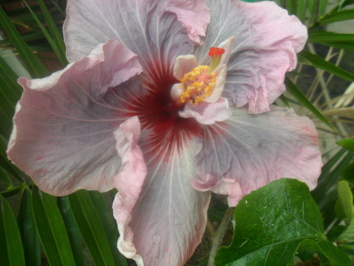 008 - hibiscusi 2016-1