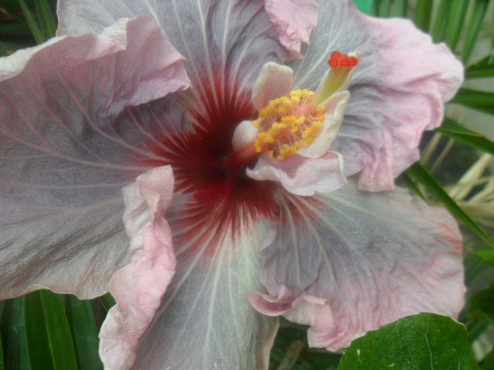 009 - hibiscusi 2016-1