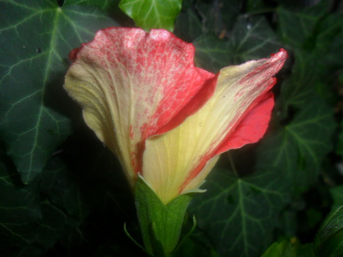 016 - hibiscusi 2016-1