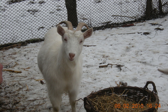 CAPRA  ALBA DE BANAT