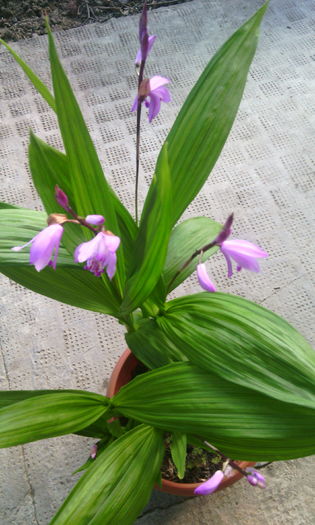 bletilla striata