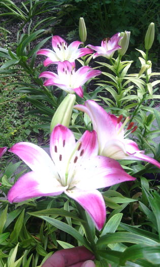 IMG_20160606_182916[1] - crini de gradina